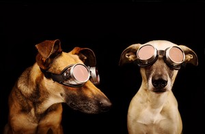 Dogs and Goggles