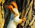 Eurasian Squirrel - random photo