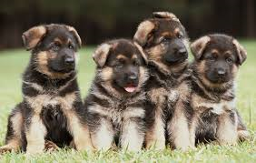  German Shepherd cachorritos