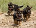 German Shepherd Puppies - puppies photo