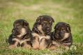 German Shepherd Puppies - puppies photo