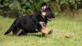 German Shepherd Puppy - puppies photo