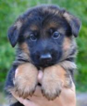German Shepherd Puppy  - puppies photo