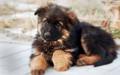 German Shepherd Puppy - puppies photo