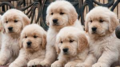 Golden Retriever Puppies - puppies photo