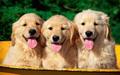 Golden Retriever Puppies - puppies photo