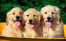  Golden Retriever cachorritos