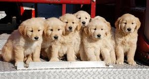  Golden Retriever cachorritos