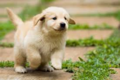 Golden Retriever Puppy - puppies photo