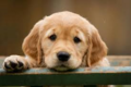 Golden Retriever Puppy - puppies photo