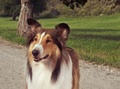 Lassie - random photo