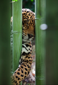 Leopard - animals photo