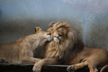 Lions - animals photo