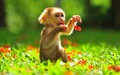 Monkey - animals photo