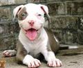 Pitbull Puppy - puppies photo