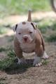 Pitbull Puppy - puppies photo