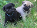 Pug Puppies - puppies photo