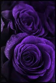  Purple バラ