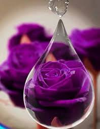  Purple Rosen