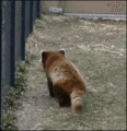 Red Panda - random photo