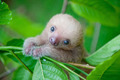 Sloth - animals photo