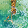 Tiger - animals photo