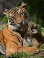 Tigers  - animals photo