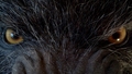Werewolf Eyes - horror-movies photo