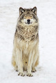 Wolf - animals photo