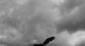 landing eagle - random photo