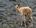 Baby Vicuña - animals photo