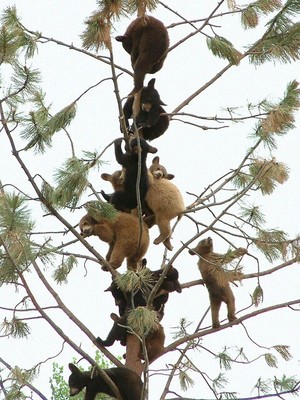  Bears