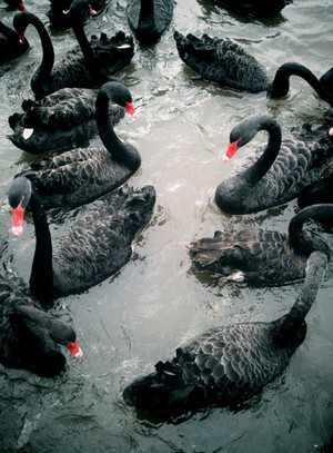  Black Swans