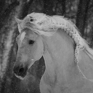  Black and White horse