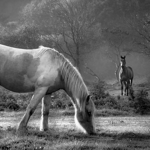 Black and White horse  
