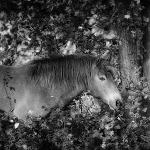 Black and White horse 