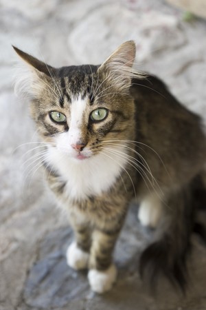  Brown and White Tabby Cat