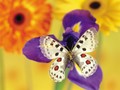 butterflies - Butterfly on a Purple Flower wallpaper