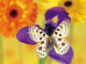  con bướm, bướm on a Purple hoa