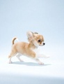 Chihuahua Puppy - animals photo