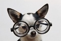 Chihuahua with Glasses - animals photo
