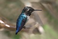 Cuban Bee Hummingbird - random photo