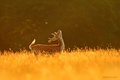 Deer Photography - animals photo
