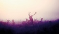 Deer Silhouettes - animals photo