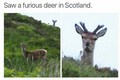 Deer - random photo