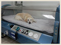Dog Inside the HBOT Machine. - random photo
