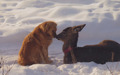 Dog and Deer - dogs photo
