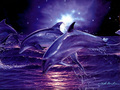 Dolphins in the Night - dolphins wallpaper