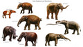 dinosaurs - Early Elephants and Mastodonts wallpaper