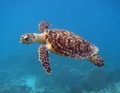 Hawksbill Sea Turtle - animals photo